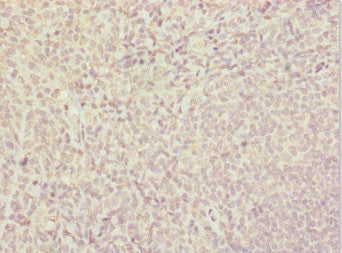 SUPT4H1 Antibody