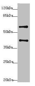 SYCE1 Antibody