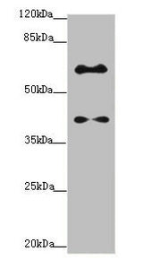 SYCE1 Antibody