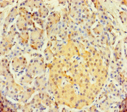 SYCN Antibody