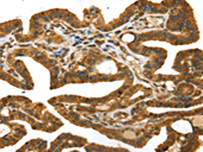 STX11 Antibody
