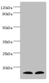 TAC1 Antibody