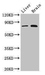 TBK1 Antibody