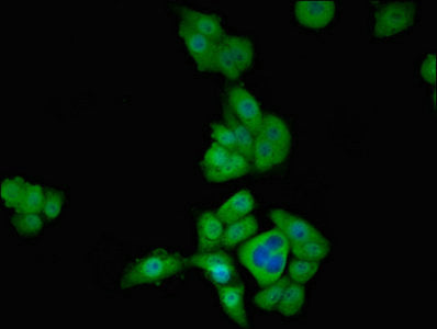 TBX1 Antibody