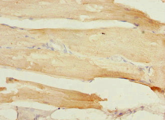 TCAP Antibody