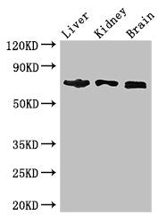 TCF4 Antibody