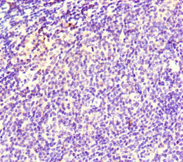 TCL1A Antibody