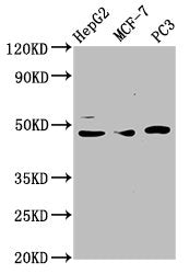 TEAD1 Antibody
