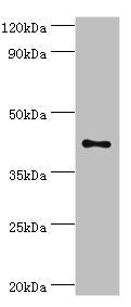TFDP1 Antibody