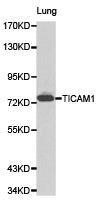 TICAM1 Antibody