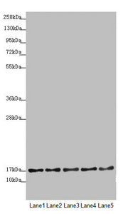 TIMM17B Antibody