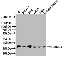 TIMM23 Antibody