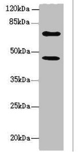TM9SF1 Antibody