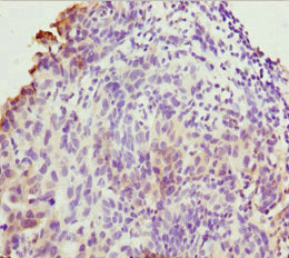 TMEM43 Antibody
