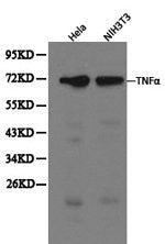 TNF Antibody