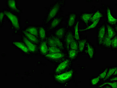 TNP1 Antibody