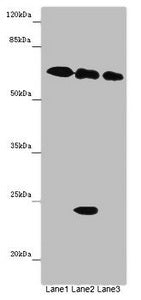 TOX3 Antibody