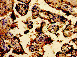 TPT1 Antibody