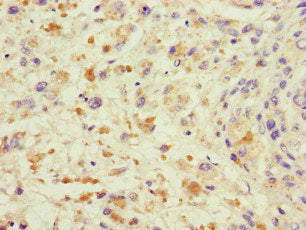 TRAF2 Antibody