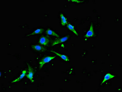 TRAF3 Antibody