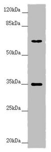 TRIM23 Antibody