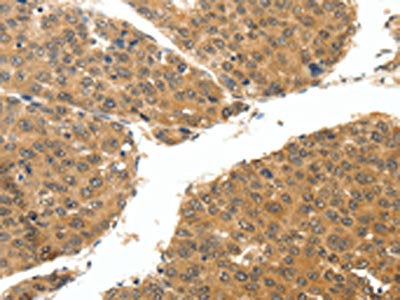 RUNX3 Antibody