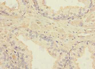 TSPAN4 Antibody