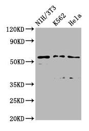 TTC26 Antibody
