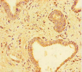 TUBA1C Antibody
