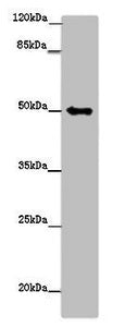 TUBG1 Antibody