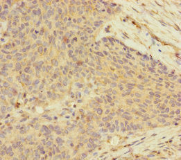 UACA Antibody