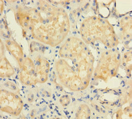 UBD Antibody