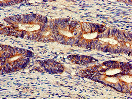 UFM1 Antibody