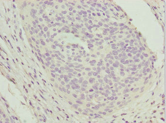 UGT2B10 Antibody