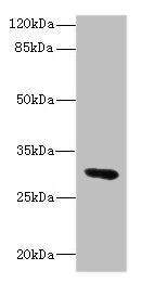 UPK3A Antibody