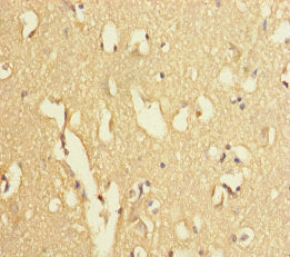 USP2 Antibody