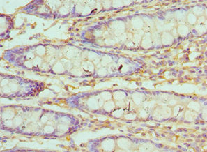 VIL1 Antibody