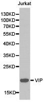 VIP Antibody