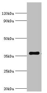 WDR5 Antibody