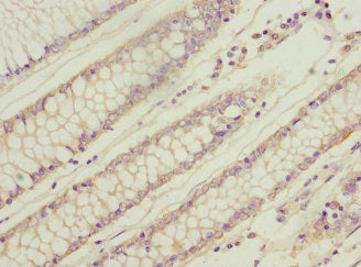 WNT9A Antibody