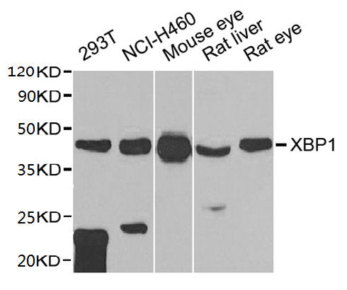 XBP1 Antibody