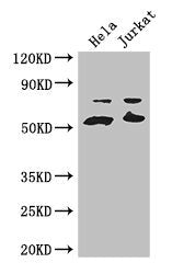 YES1 Antibody