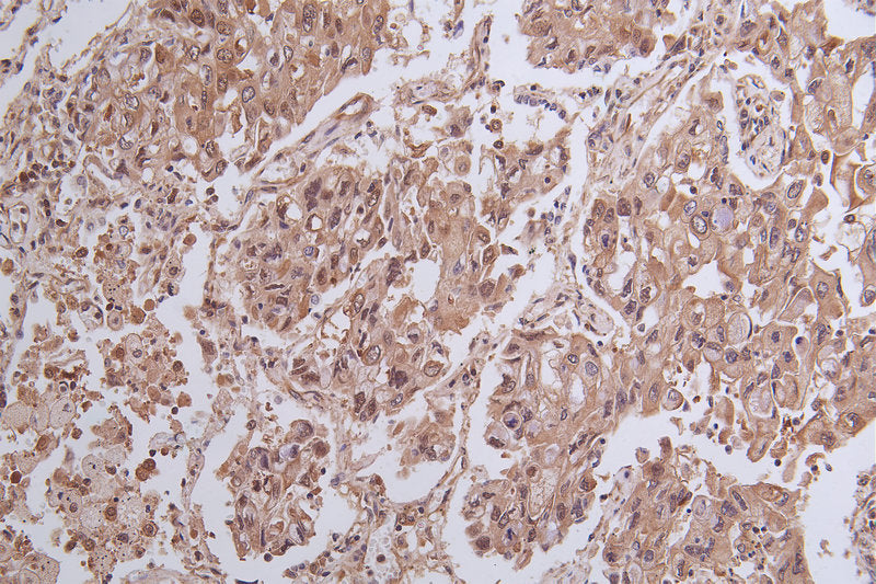 YWHAG Antibody