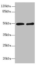 ZBTB25 Antibody