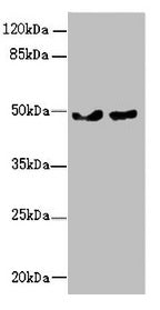 ZBTB25 Antibody