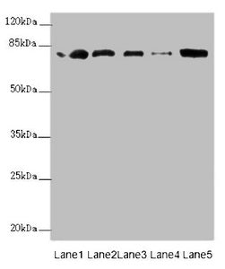 ZBTB48 Antibody