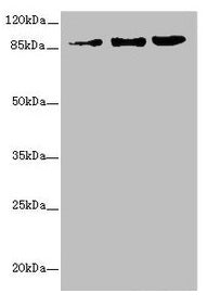ZNF148 Antibody