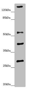 ZSCAN26 Antibody