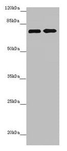 ZNF264 Antibody