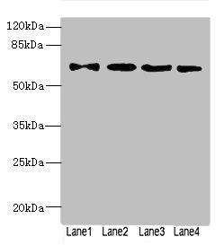 ZNF324 Antibody